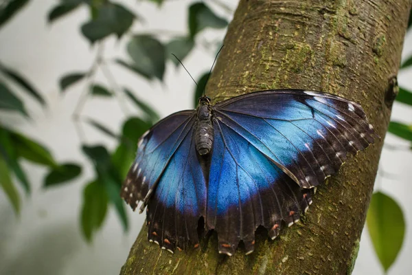 Primer plano de una hermosa mariposa 10 — Foto de Stock