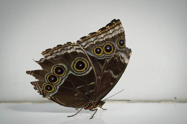 Primer plano de una hermosa mariposa 11 — Foto de Stock