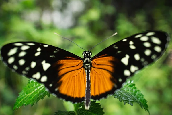 Primer plano de una hermosa mariposa 09 — Foto de Stock