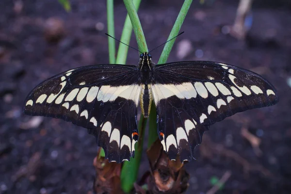 Primer plano de una hermosa mariposa 17 — Foto de Stock