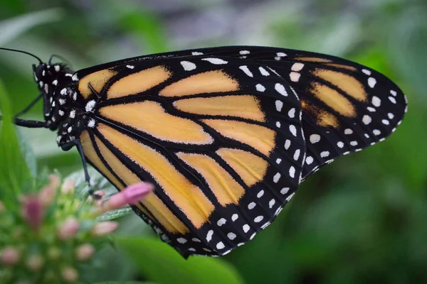 Primer plano de una hermosa mariposa 13 — Foto de Stock