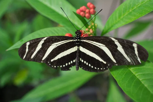 Primer plano de una hermosa mariposa 12 — Foto de Stock