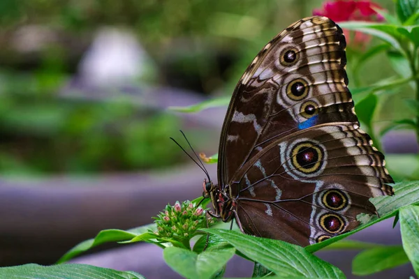 Mariposa 07 — Foto de Stock