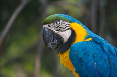 Hayvanat Bahçesi 10