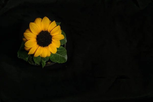 태양 꽃 미니 03 — 스톡 사진