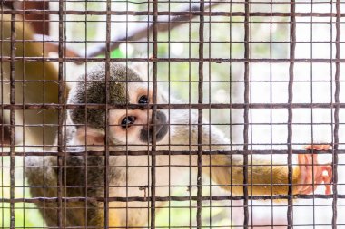 Yalnız yüz ifadesi ile kafeste küçük maymun,  