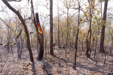 Stump, söndürülmesi güç ateş ateş