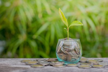 Üst sette küçük ağaç ile sikkeler Cam Kavanoz 