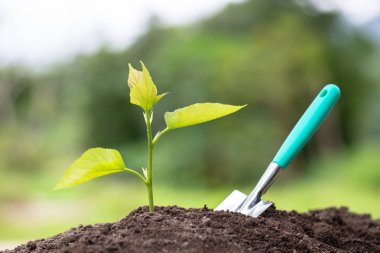 Bereketli topraklarda yetişen küçük bir ağaç. ortam Dünya 