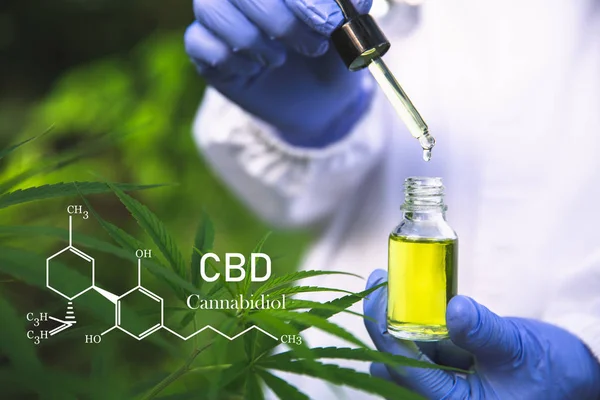 Cannabis van de formule Cbd cannabidiol. hennepolie, Cbd-olie canna — Stockfoto