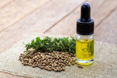 Kenevir tohumu ve Cbd yağı kenevir özü, yeşil kenevir yaprağı sırtı