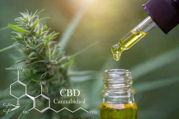 Cbd elementen in Cannabis, druppel doseren van een biologische en ecolo — Stockfoto