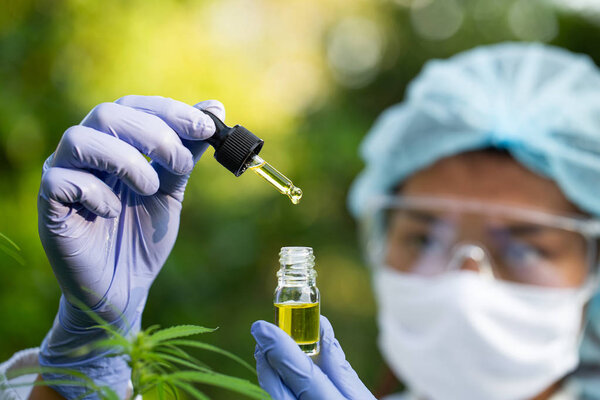 Scientist Analyzing and researching hemp oil extracts,  Concept 