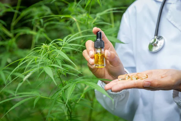 Doctor mano tiene aceite de cannabis, Investigación de extractos de aceite de cáñamo para — Foto de Stock