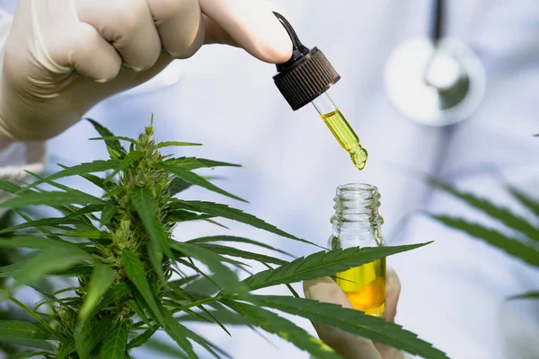 Doctor hand hold cannabis oil, Research of hemp oil extracts for — Stock Photo, Image