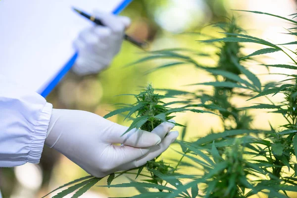 Portrait of doctor checking and analizing hemp plants, Marijuana — Stock Photo, Image