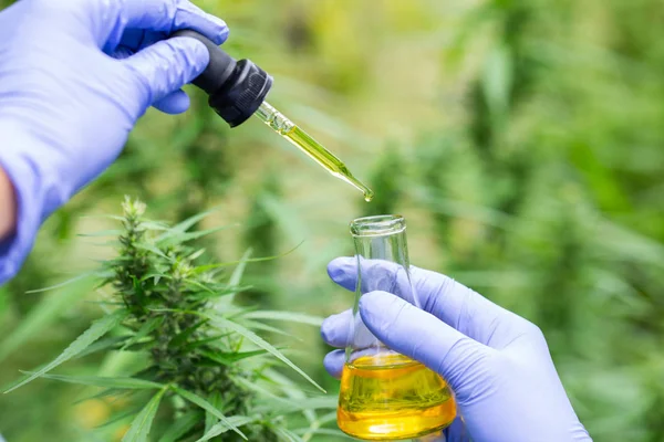 The hands of scientists dropping marijuana oil for experimentati — Stock Photo, Image