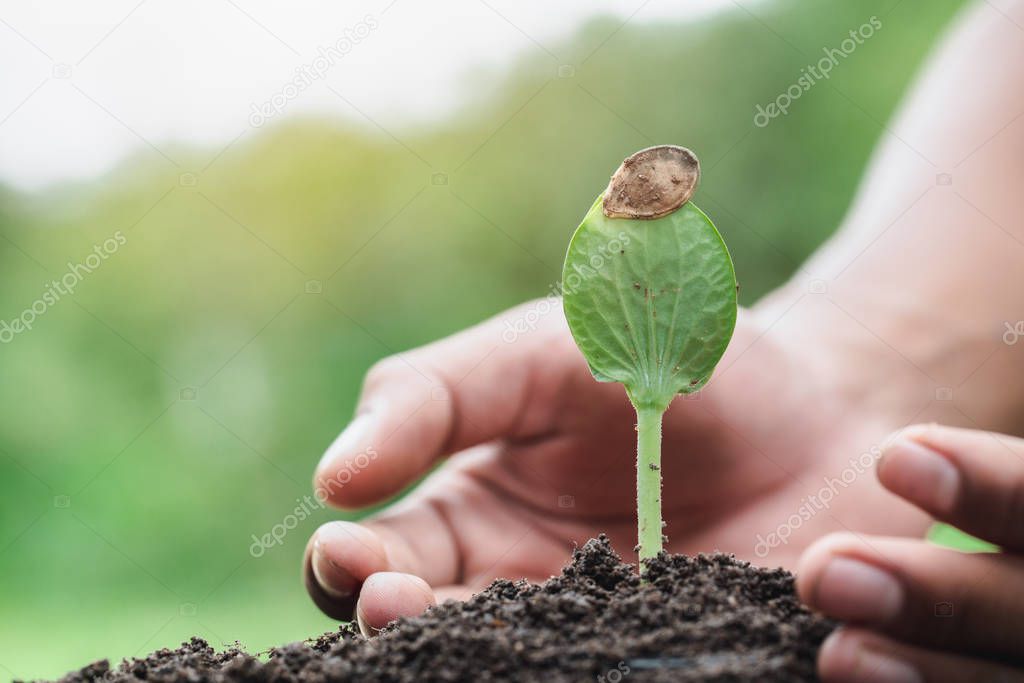 Hands of farmer growing and nurturing tree growing on fertile so