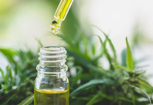 Hand holding Pipette with cannabis oil against Cannabis plant, C — Stock Photo, Image