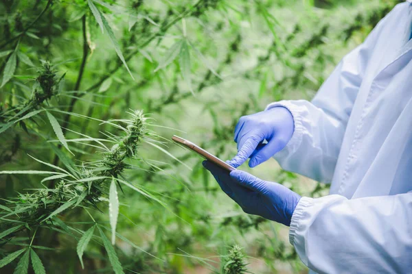 Marijuana research,  scientist checking and analizing hemp plant — Stock Photo, Image