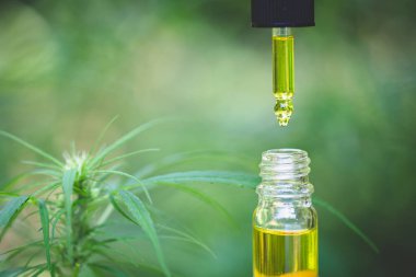 CBD hemp oil, Hand holding bottle of Cannabis oil in pipette.  m