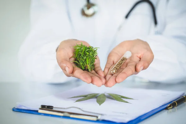 Arzt erforscht Hanföl. Cannabis-Kräuterforschung, medizinische Forschung — Stockfoto