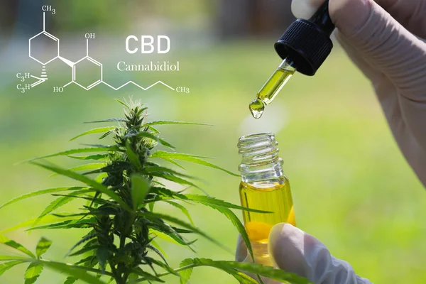 Cbd elementen in Cannabis, druppel doseren van een biologische en ecolo — Stockfoto