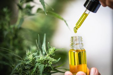Doktor elleri yaprakları ve marihuana çiçekleri, Cbd Kenevir yağı arka planda bir yağ ürünü ile bir damlalık tutarak.