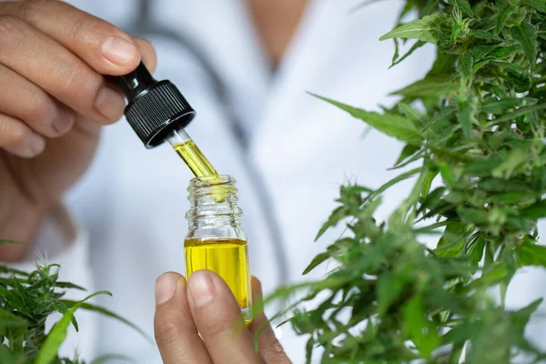 Doctor Researching Hemp Oil Cannabis Herb Research Medical Marijuana Cbd — Stock Photo, Image