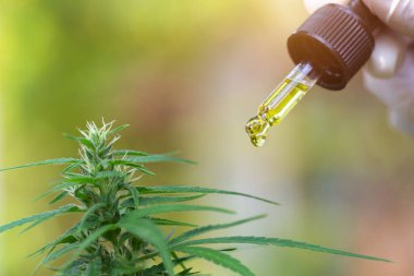 Kenevir yağı damlaları, CBD kenevir yağı, damlalar, biyo-tıp ve ekoloji, şifalı bitkiler, tıbbi çıkarmadan alınan cbd yağı