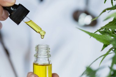 Doktor kenevir yağını araştırıyor. Esrar araştırması, tıbbi marihuana, CBD kenevir yağı araştırması..