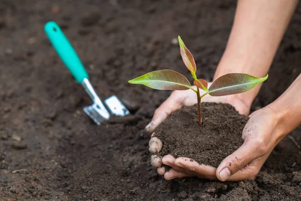手牵着和照料一株绿色的幼小植物 自然护理理念和世界保护 减少全球变暖 世界环境日 — 图库照片