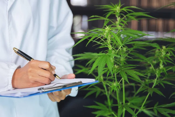 Marihuana Forschung Wissenschaftliche Überprüfung Und Analyse Von Hanfpflanzen Unterzeichnung Der — Stockfoto