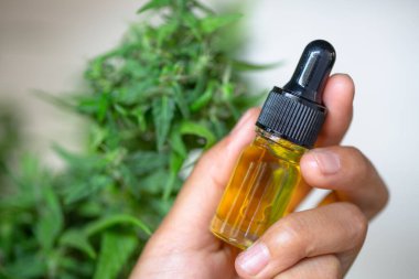 CBD kenevir yağı ürünleri, esrar bitkisine karşı el ele tutuşma. 