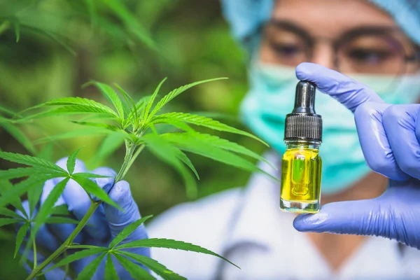 Doctor Hand Hold Cannabis Oil Research Hemp Oil Extracts Medical — Stock Photo, Image