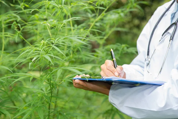 Médecin Étudié Cannabis Recherche Extraits Huile Chanvre Des Fins Médicales — Photo