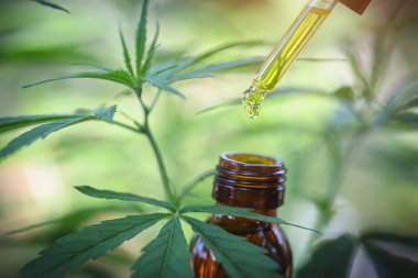 Kenevir yağı ayrıntı, bitki, ilaç, serum, biyo-tıp ve tıbbi çıkarmadan ekolojik yağ damlaları