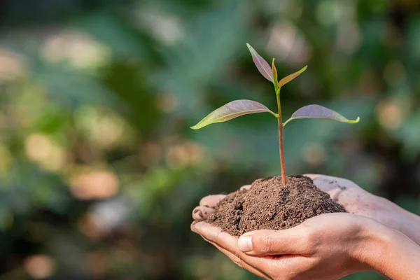 Human hands holding fertile soil and young tree, Planting trees to reduce global warming, environment Earth Day, Forest conservation concept
