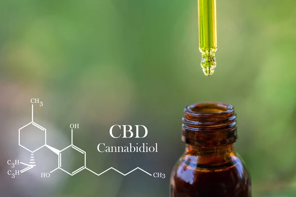 Fórmula Cbd Cannabidiol Gotitas Dosificación Una Planta Cáñamo Biológico Ecológico — Foto de Stock