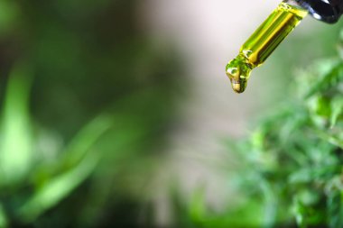 Biyolojik ve ekolojik kenevir bitkisine ilaç içeren bir damlacığı kavanozdan kapayın. Alternatif tıp için kenevir yağı özü konsepti.
