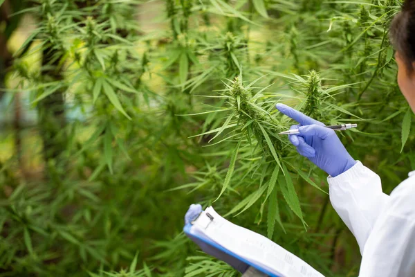 The doctor researched cannabis, Research of hemp oil extracts for medical purposes, CBD Hemp oil.