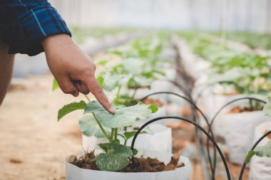 Genç çiftçiler, tarım alanında bir tablet kullanarak sera çiftlikleri üzerindeki kavun etkilerinin büyümesini analiz ediyorlar.