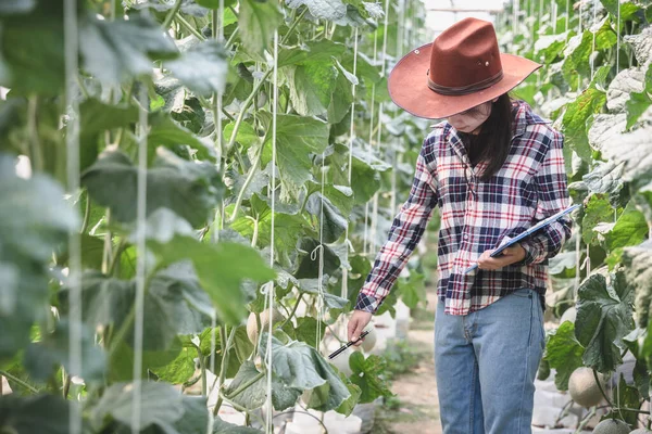 The agronomist examines the growing melon seedlings on the farm,  farmers and researchers in the analysis of the plant.