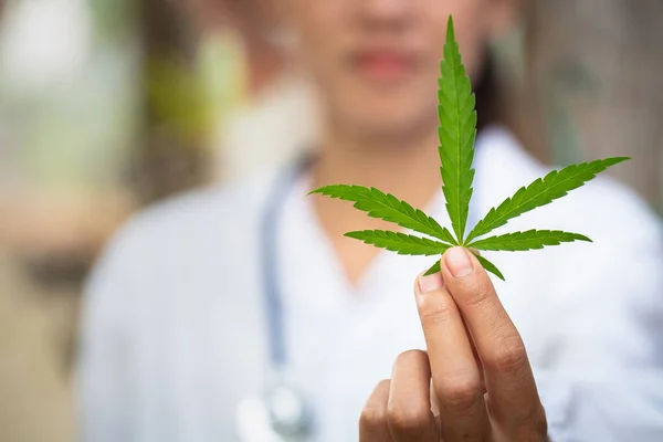 Médecin Tenant Une Feuille Cannabis Médecine Alternative Marijuana Médicale — Photo