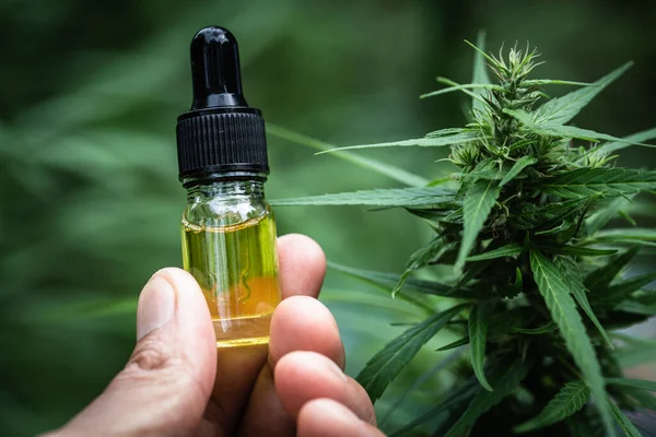 Cbd Hamp Olie Hånd Holder Cannabis Olie Mod Marihuana Plante - Stock-foto