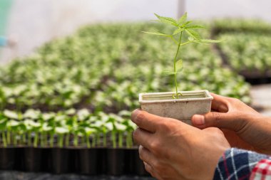 Seralarda kenevir tohumları tutan çiftçiler, tıbbi marihuana yetiştirme konsepti.