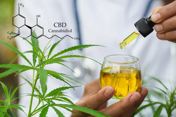 Cbd Elementen Cannabis Druppel Doseren Van Een Biologische Ecologische Hennep — Stockfoto