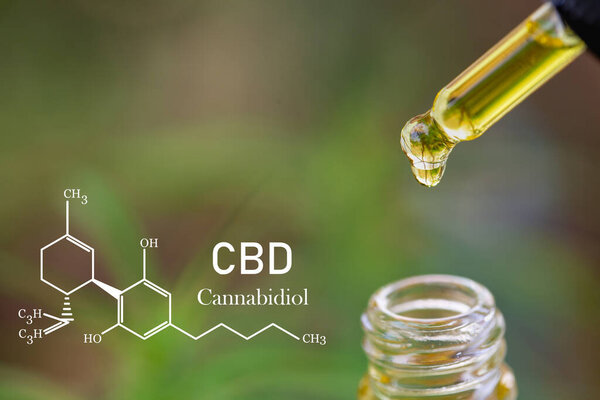 CBD elements in Cannabis,  droplet dosing a biological and ecological hemp plant herbal pharmaceutical cbd oil from a jar. Concept of herbal alternative medicine.