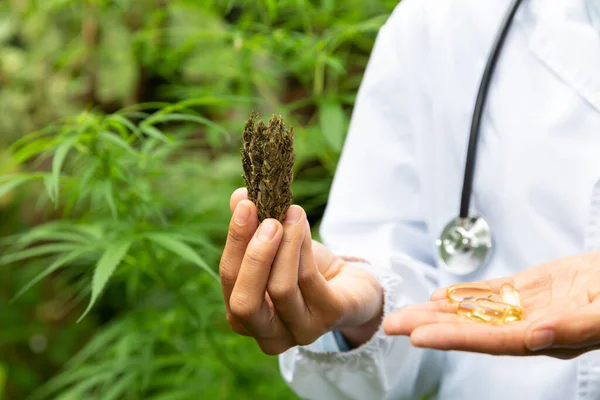 CBD Hemp oil, doctors hold cannabis flowers and tablets. Medical cannabis products include cannabis leaves, cbd and hemp oil, alternative medicine.