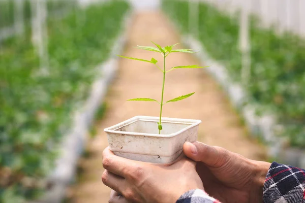 Agricultores Que Tienen Plántulas Cáñamo Invernaderos Concepto Cultivo Marihuana Medicinal — Foto de Stock